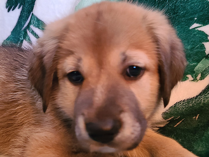 chinook puppy